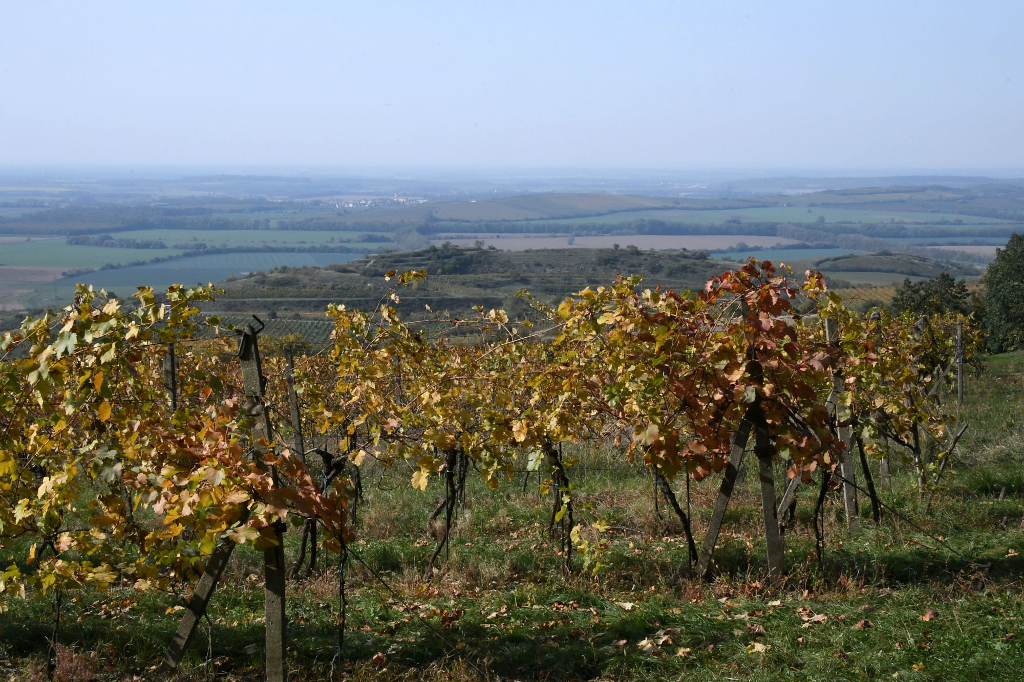 Mikulov (Photo license: CC BY 2.0)